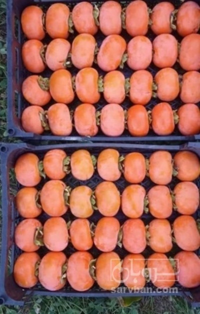 فروش خرمالو