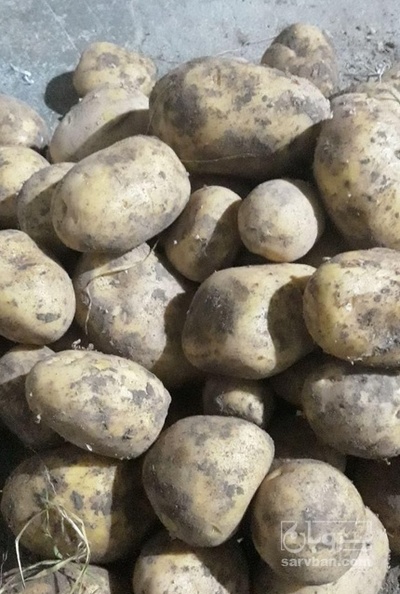 فروش سیب زمینی جلی