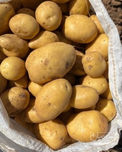 فروش سیب زمینی سانتا