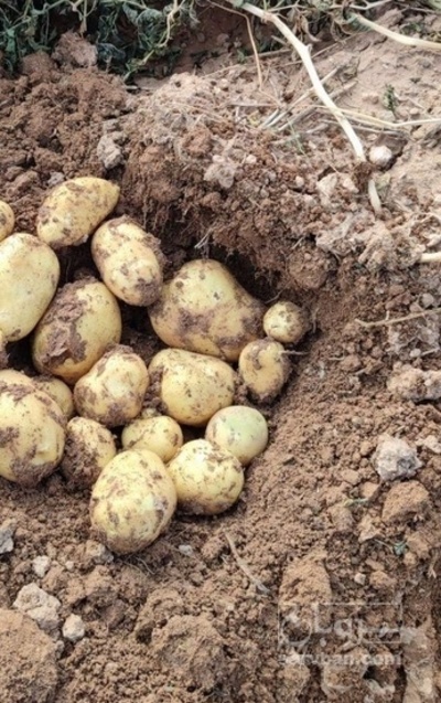 فروش سیب زمینی جلی