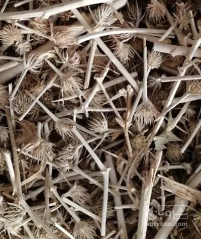 فروش بوقناق (گیاه‌ دارویی)