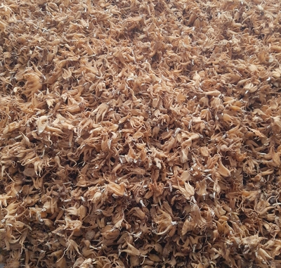 فروش ثعلب (گیاه‌ دارویی)