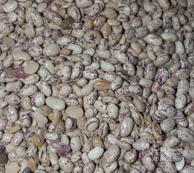 فروش لوبیا چیتی به حال خود