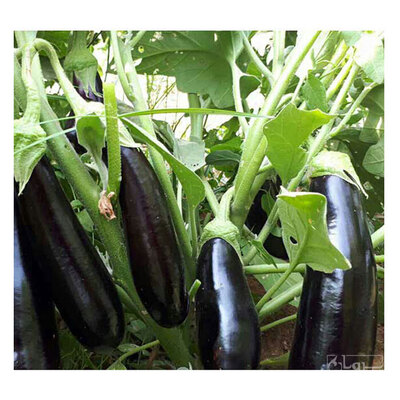 فروش بادمجان