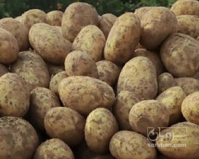 فروش سیب زمینی جلی