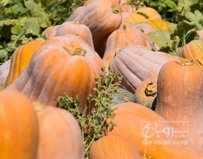 فروش کدو حلوایی