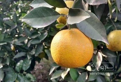 فروش پرتقال سردرختی