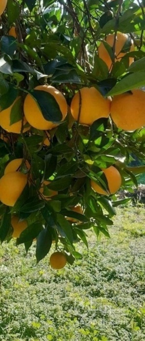 فروش پرتقال سردرختی