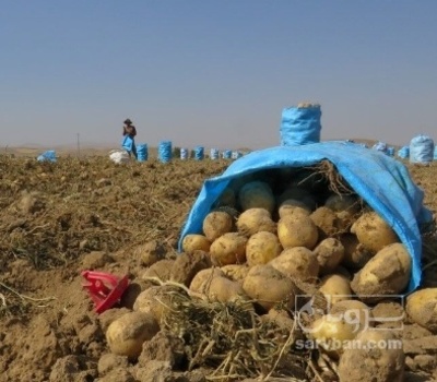 فروش سیب زمینی سانتا