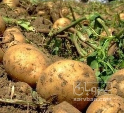 فروش سیب زمینی جلی