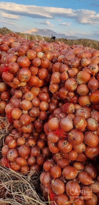 فروش پیازطلایی