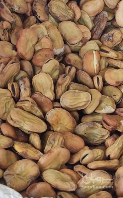 فروش باقلا تازه - باقالی - باقالا