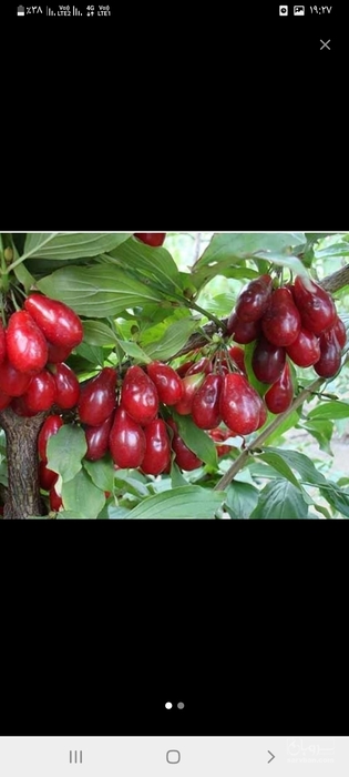 فروش زغال اخته