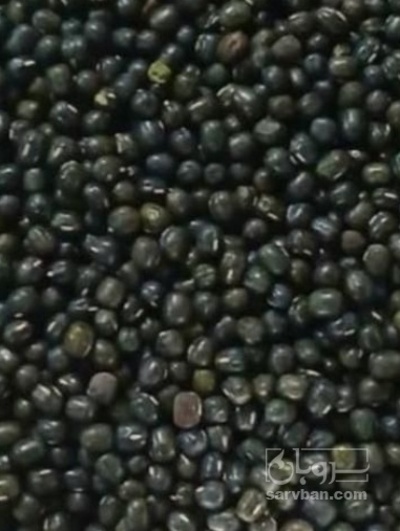 فروش ماش سیاه