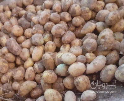 فروش سیب زمینی دامی