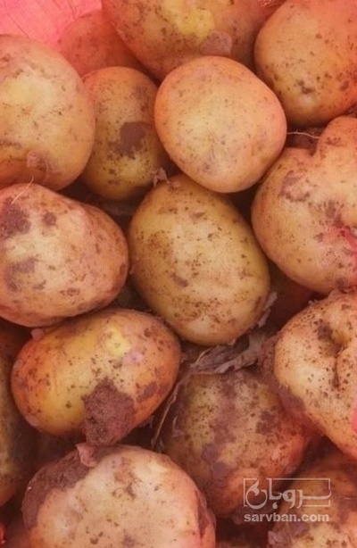 فروش سیب زمینی اگریا