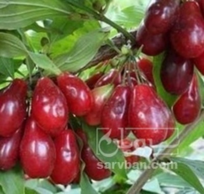 فروش زغال اخته منجمد با هسته