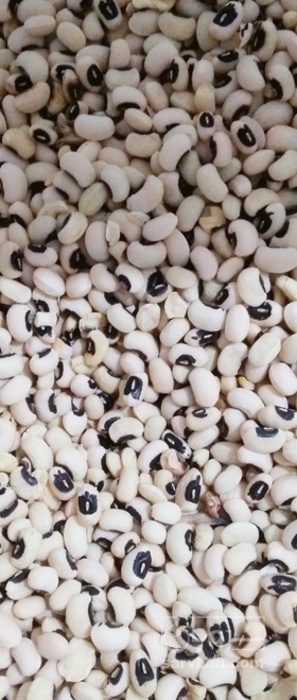 فروش لوبیا چشم بلبلی | سروبان