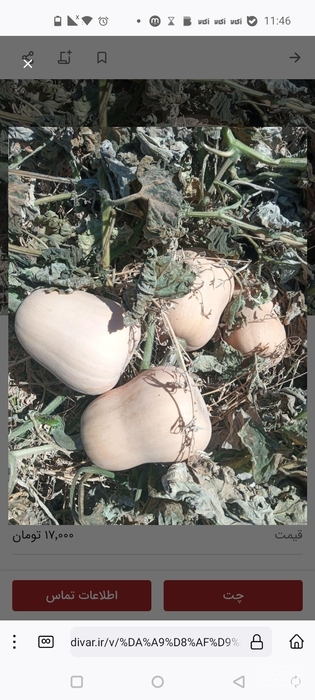 فروش کدو تنبل