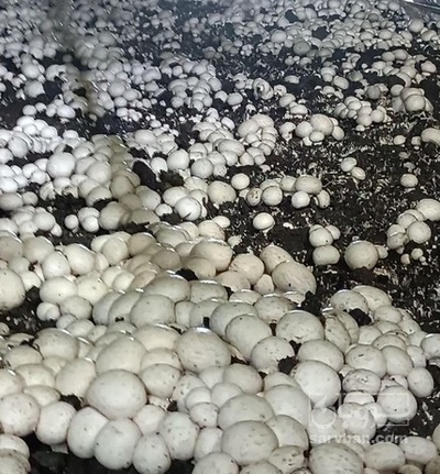 فروش قارچ دکمه ای