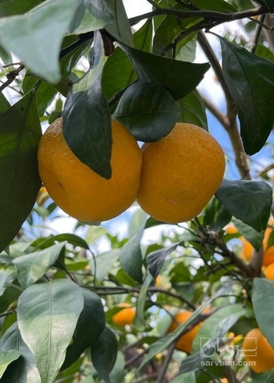 فروش نارنگی سردرختی