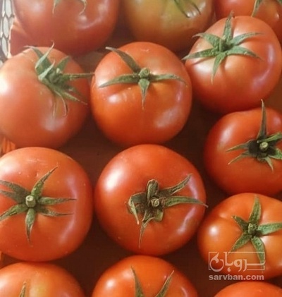 فروش گوجه فرنگی گلخانه ایی 4129