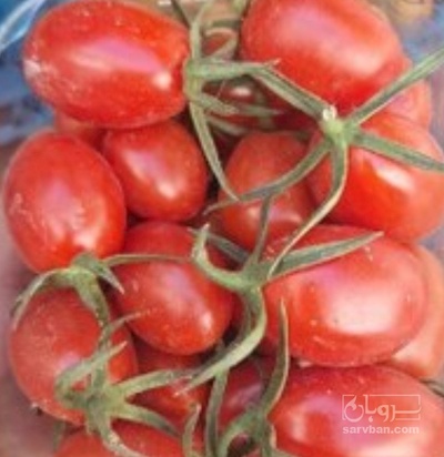 فروش گوجه فرنگی گیلاسی