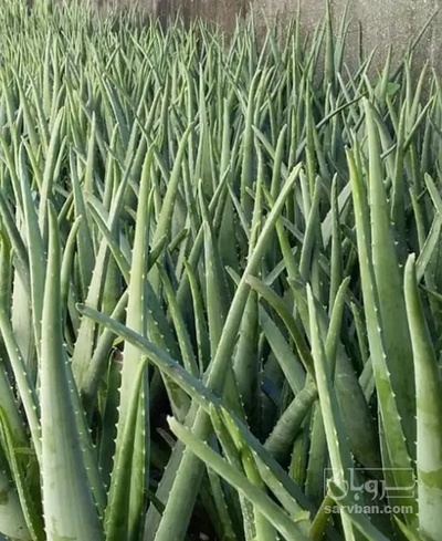 فروش  گلدان آلوئه ورا (گیاه‌ دارویی)