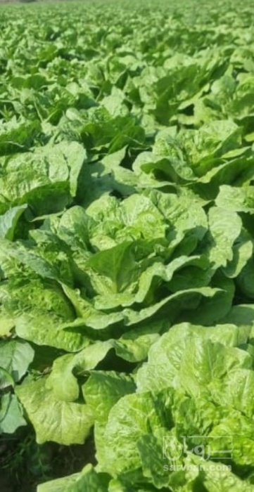 فروش کاهو رومانو متری