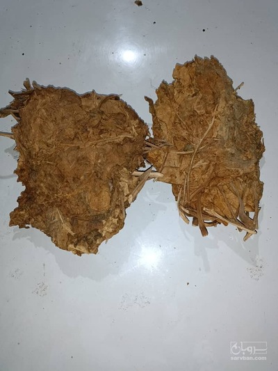 فروش تنباکو کوهی (گیاه‌ دارویی)