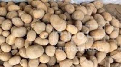 فروش سیب زمینی جلی