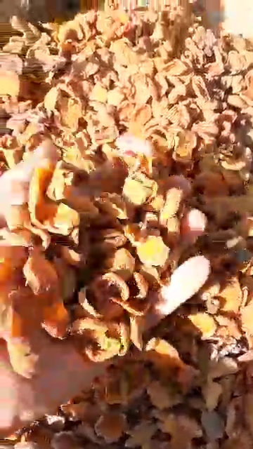 فروش زردآلو خشک