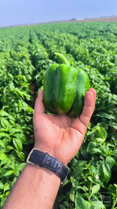 فروش فلفل دلمه ای