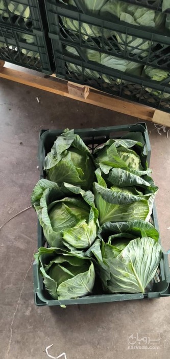 فروش کلم برگی