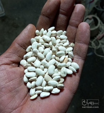 فروش لوبیا سفید