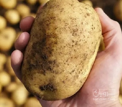 فروش سیب زمینی جلی