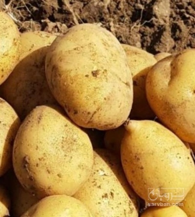 فروش سیب زمینی اگریا