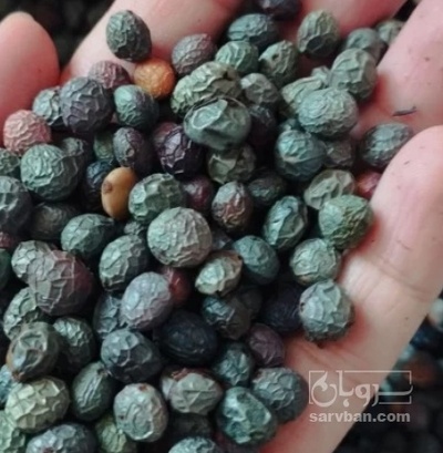 فروش بنه (گیاه‌ دارویی)