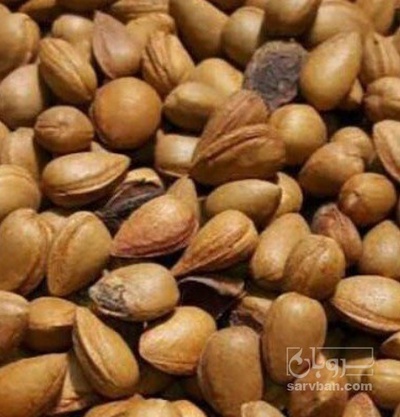 فروش بادام کوهی