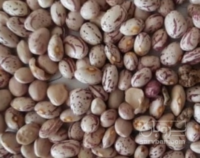 فروش لوبیا چیتی