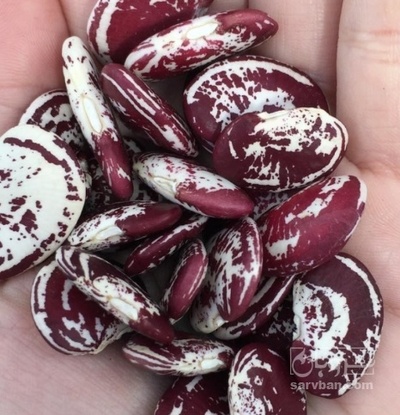 فروش لوبیا عروس