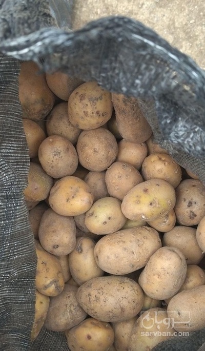 فروش سیب زمینی دامی