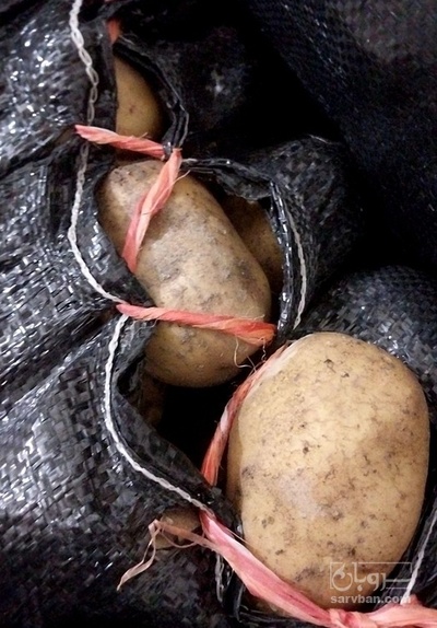 فروش سیب زمینی اگریا