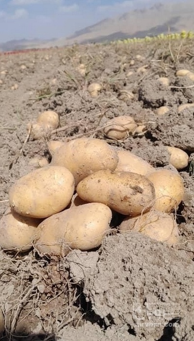 فروش سیب زمینی جلی