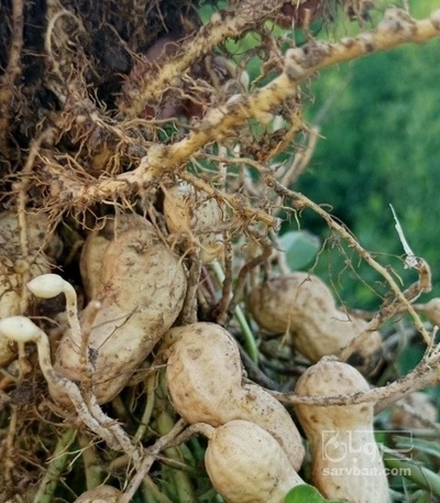 فروش بادام زمینی گلی