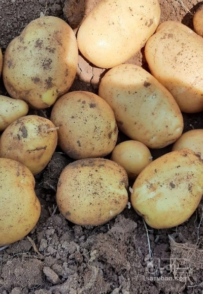 فروش سیب زمینی سانتا