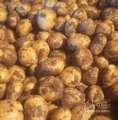فروش سیب زمینی سانتا