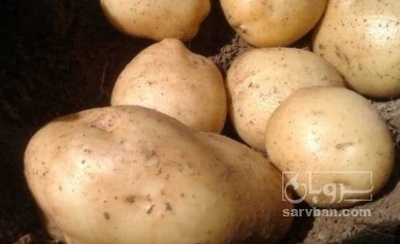 فروش سیب زمینی اگریا