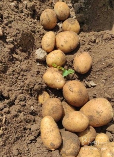 فروش سیب زمینی بامبا