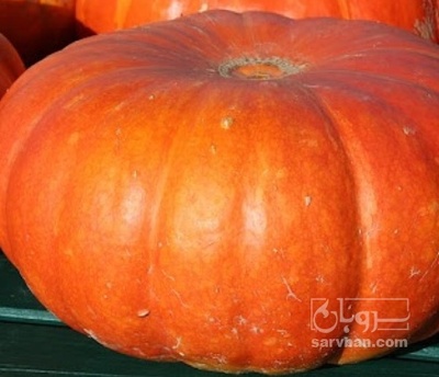 فروش کدو حلوایی قرمز همدانی